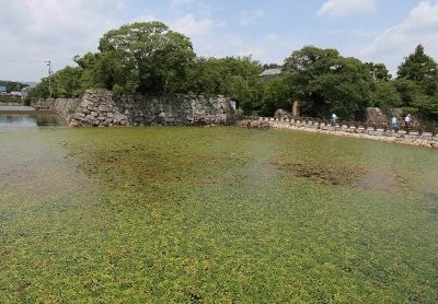 岡山城の内堀に緑のじゅうたん．水草で水質浄化(8月)