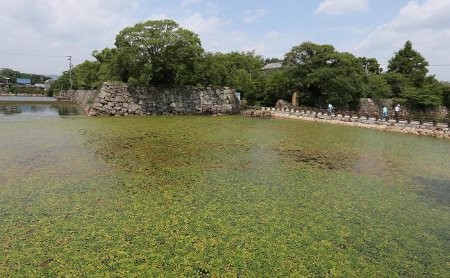 岡山城の内堀に緑のじゅうたん．水草で水質浄化(8月)