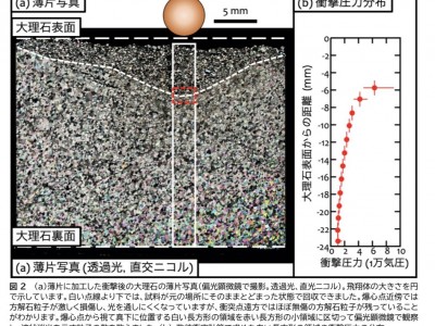 新原研究室の研究内容についてのプレスリリース公開